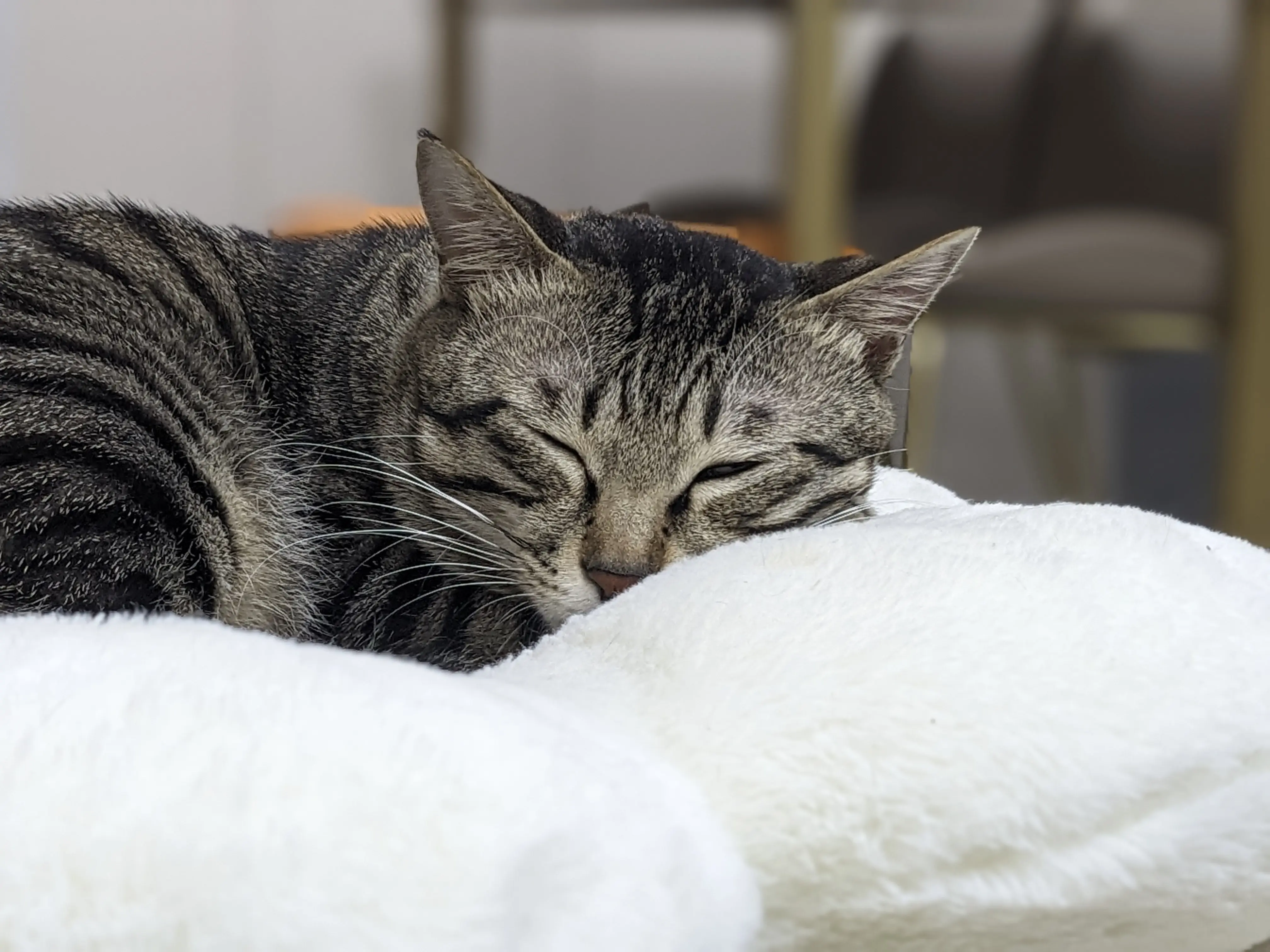 虽然但是,别想拦着我去 rua 猫!